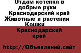 Отдам котенка в добрые руки - Краснодарский край Животные и растения » Кошки   . Краснодарский край